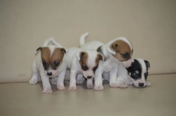 Regalando cuccioli di Jack Russel maschi e femmine | Foto 0