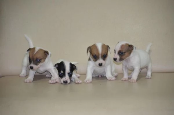 Regalando cuccioli di Jack Russel maschi e femmine