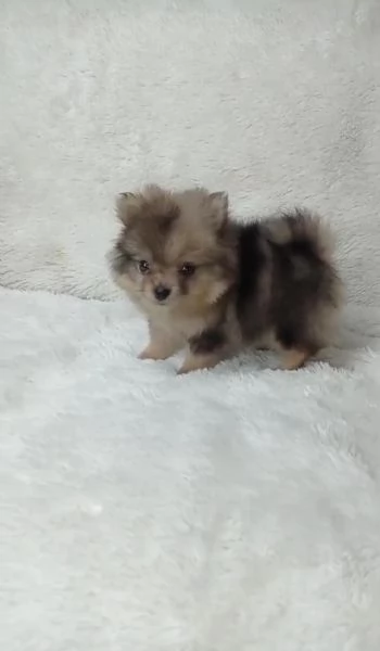 Regalando cuccioli di Volpino Pomerania maschi e femmine