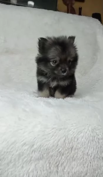 Regalando cuccioli di Volpino Pomerania maschi e femmine | Foto 2