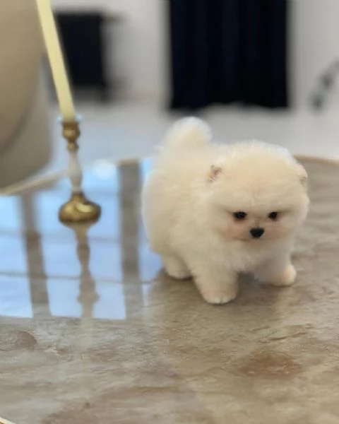 Regalando cuccioli di Volpino Pomerania maschi e femmine | Foto 1