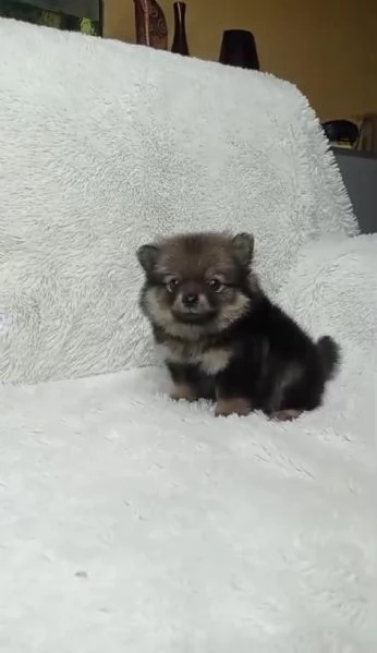 Regalando cuccioli di Volpino Pomerania maschi e femmine | Foto 0