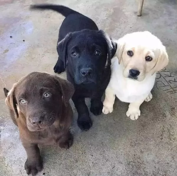 Regalando cuccioli di Labrador maschi e femmine | Foto 1