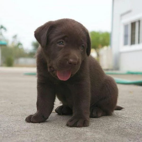 Regalando cuccioli di Labrador maschi e femmine | Foto 0