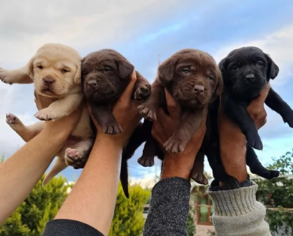 Regalando cuccioli di Labrador maschi e femmine