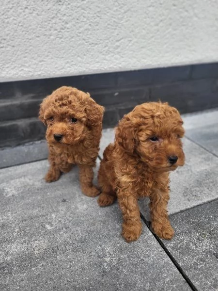 Regalo di cuccioli di Barboncino | Foto 2