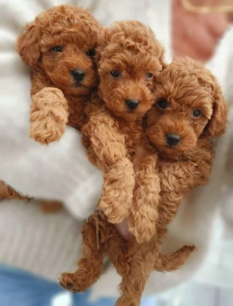 Regalo di cuccioli di Barboncino | Foto 1