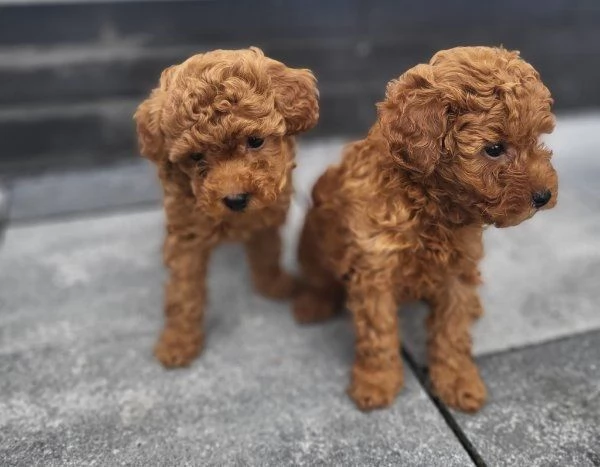Regalo di cuccioli di Barboncino | Foto 0