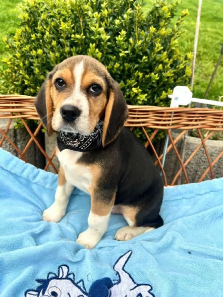 Regalo di cuccioli di beagle | Foto 2
