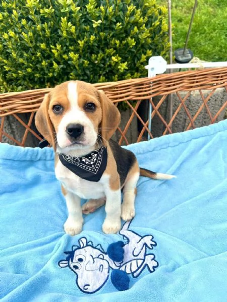 Regalo di cuccioli di beagle