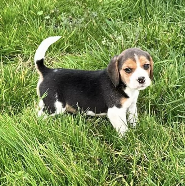 Regalo di cuccioli di beagle | Foto 0