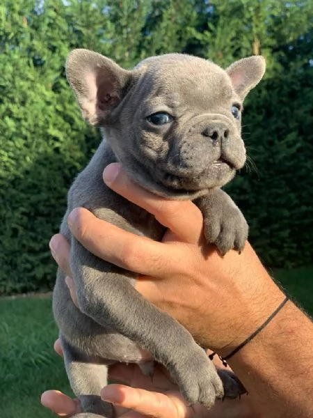 Regalo di cuccioli di Bulldog francese | Foto 2