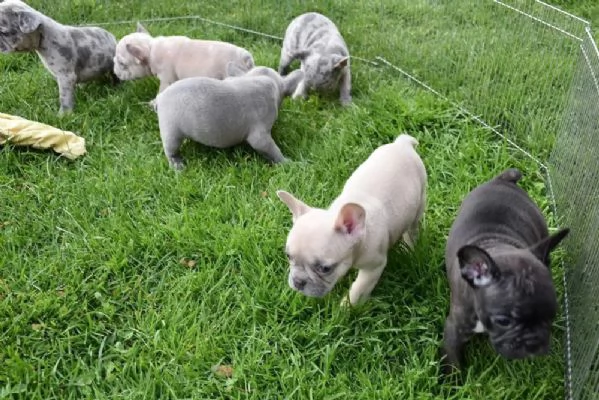 Regalo di cuccioli di Bulldog francese