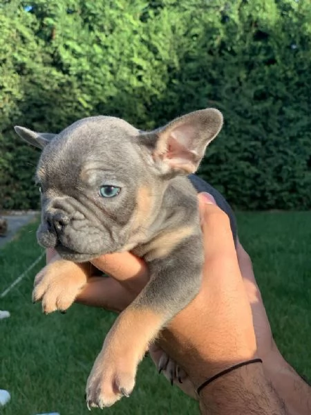 Regalo di cuccioli di Bulldog francese | Foto 1