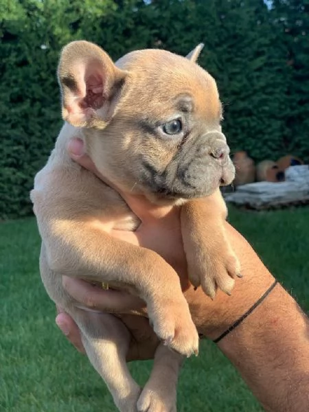 Regalo di cuccioli di Bulldog francese | Foto 0