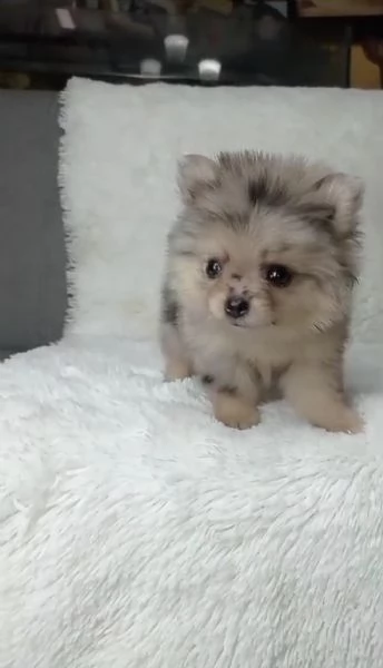 Regalo di cuccioli di Pomerania | Foto 2