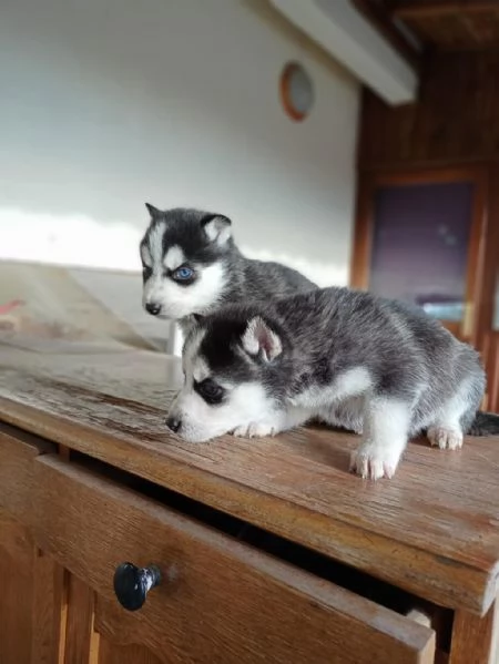 Regalo di cuccioli di Husky