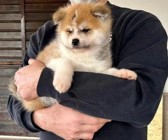 Regalo di cuccioli di Akita Inu