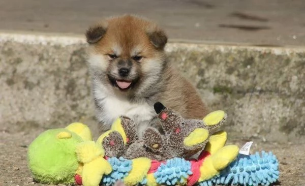 Regalo di cuccioli di Akita Inu | Foto 0