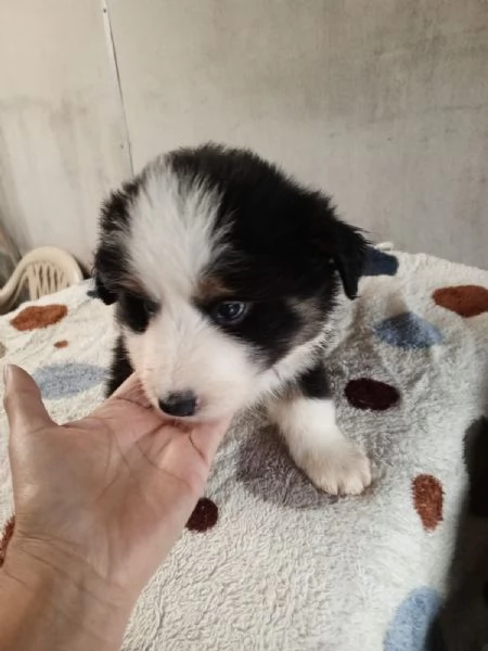 Regalo di cuccioli di Border collie