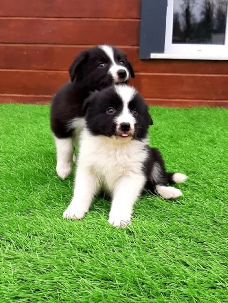 Regalo di cuccioli di Border collie | Foto 1