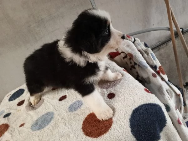 Regalo di cuccioli di Border collie | Foto 0