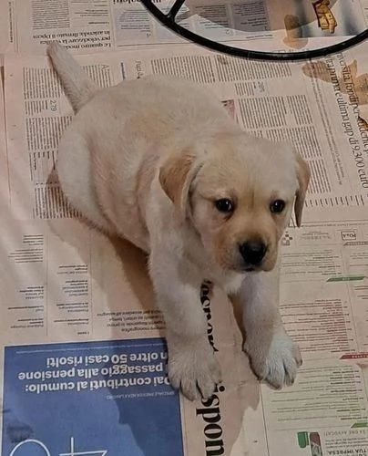 Regalo di cuccioli di labrador