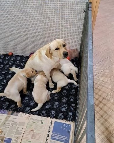 Regalo di cuccioli di labrador | Foto 3