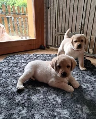 Regalo di cuccioli di labrador | Foto 2