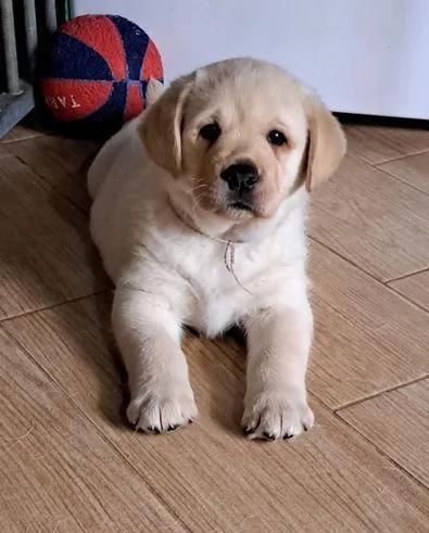 Regalo di cuccioli di labrador | Foto 1