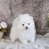 Cuccioli di Pomerania pura razza pronti | Foto 2