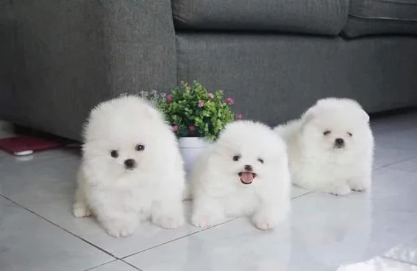 Cuccioli di Pomerania pura razza pronti