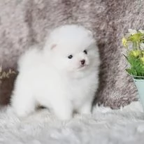 Cuccioli di Pomerania pura razza pronti | Foto 1