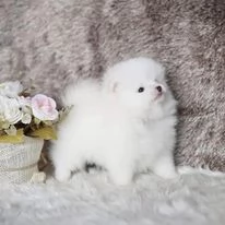 Cuccioli di Pomerania pura razza pronti | Foto 0