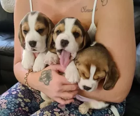 Dolcissimi cuccioli di Beagle