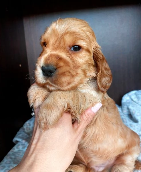 Cuccioli cocker spaniel inglese 