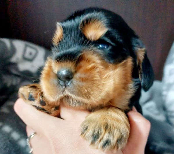 Cocker Spaniel Inglese cuccioli  | Foto 1
