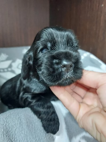 Cocker Spaniel Inglese cuccioli  | Foto 0
