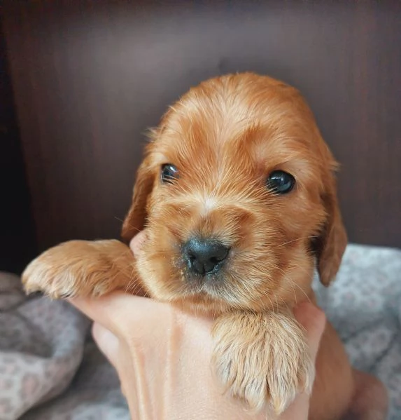 Cocker Spaniel Inglese cuccioli 