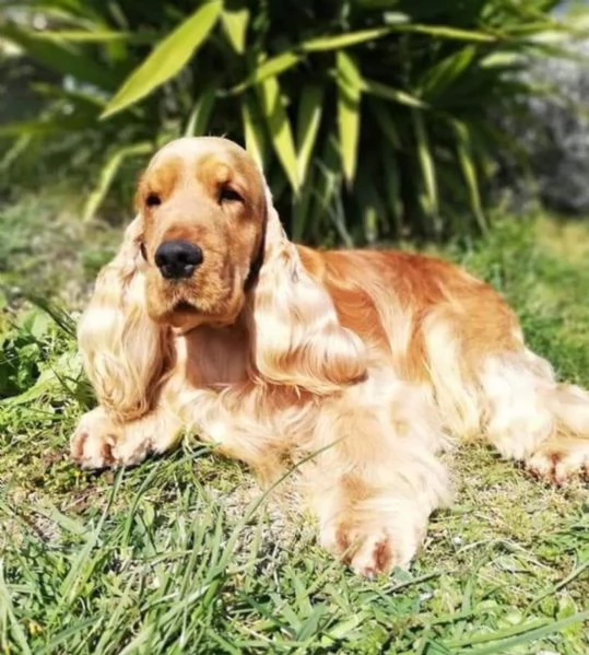 Cocker Spaniel Inglese Adozione 