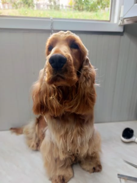 Cocker Spaniel Inglese Regalo  | Foto 2