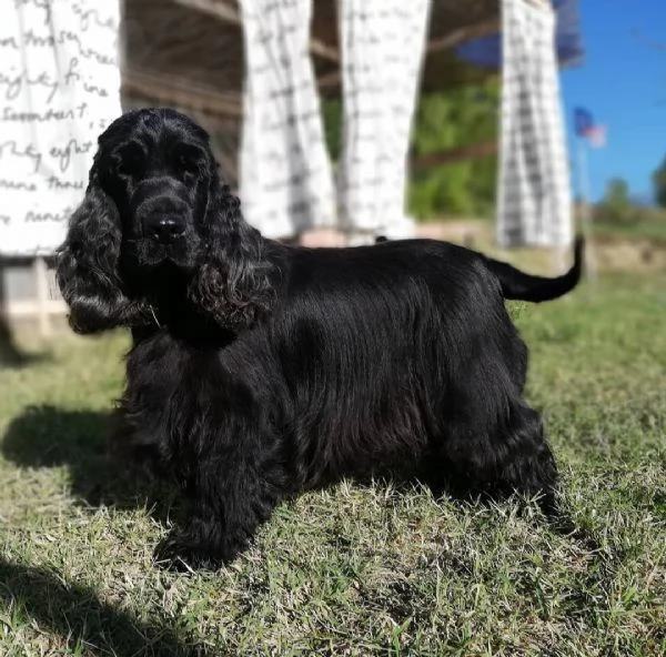 Cocker Spaniel Inglese Regalo  | Foto 1