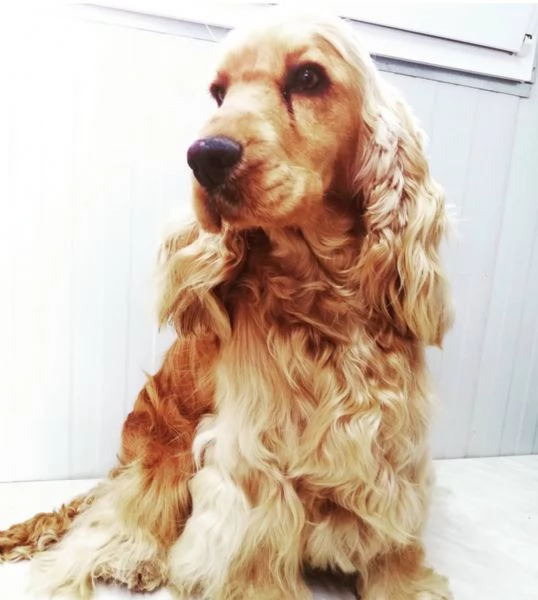 Cocker Spaniel Inglese Regalo 
