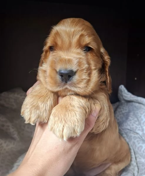 Cuccioli cocker spaniel inglese  | Foto 1