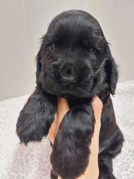 Cuccioli cocker spaniel inglese  | Foto 0