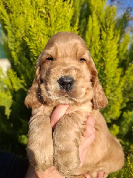 Cuccioli cocker spaniel inglese  | Foto 1