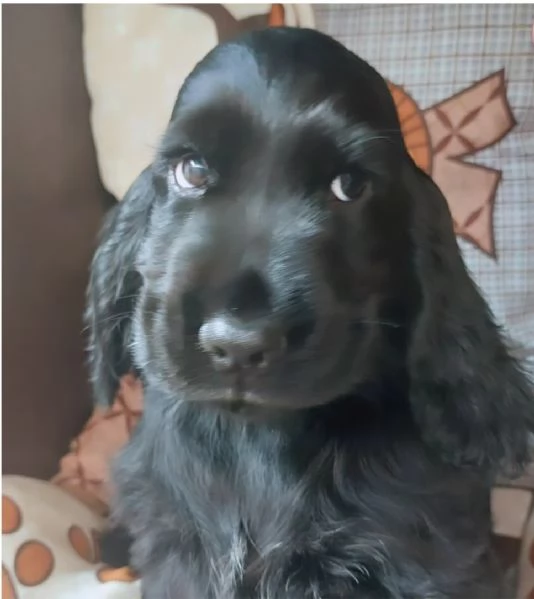 Cuccioli cocker spaniel inglese  | Foto 0