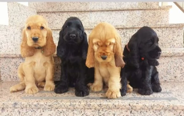 Cuccioli cocker spaniel inglese 