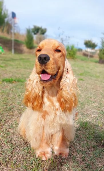Femmine cocker spaniel inglese 