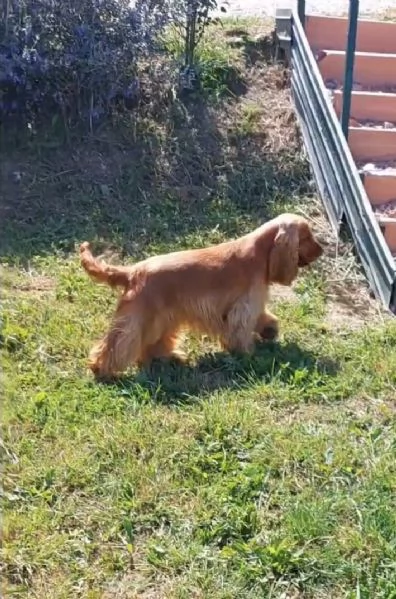 Femmina cocker spaniel inglese con Pedigree  | Foto 1